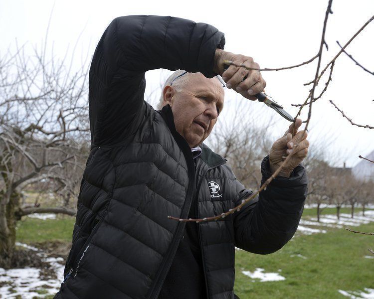 Cold weather causes massive peach crop destruction in New England
